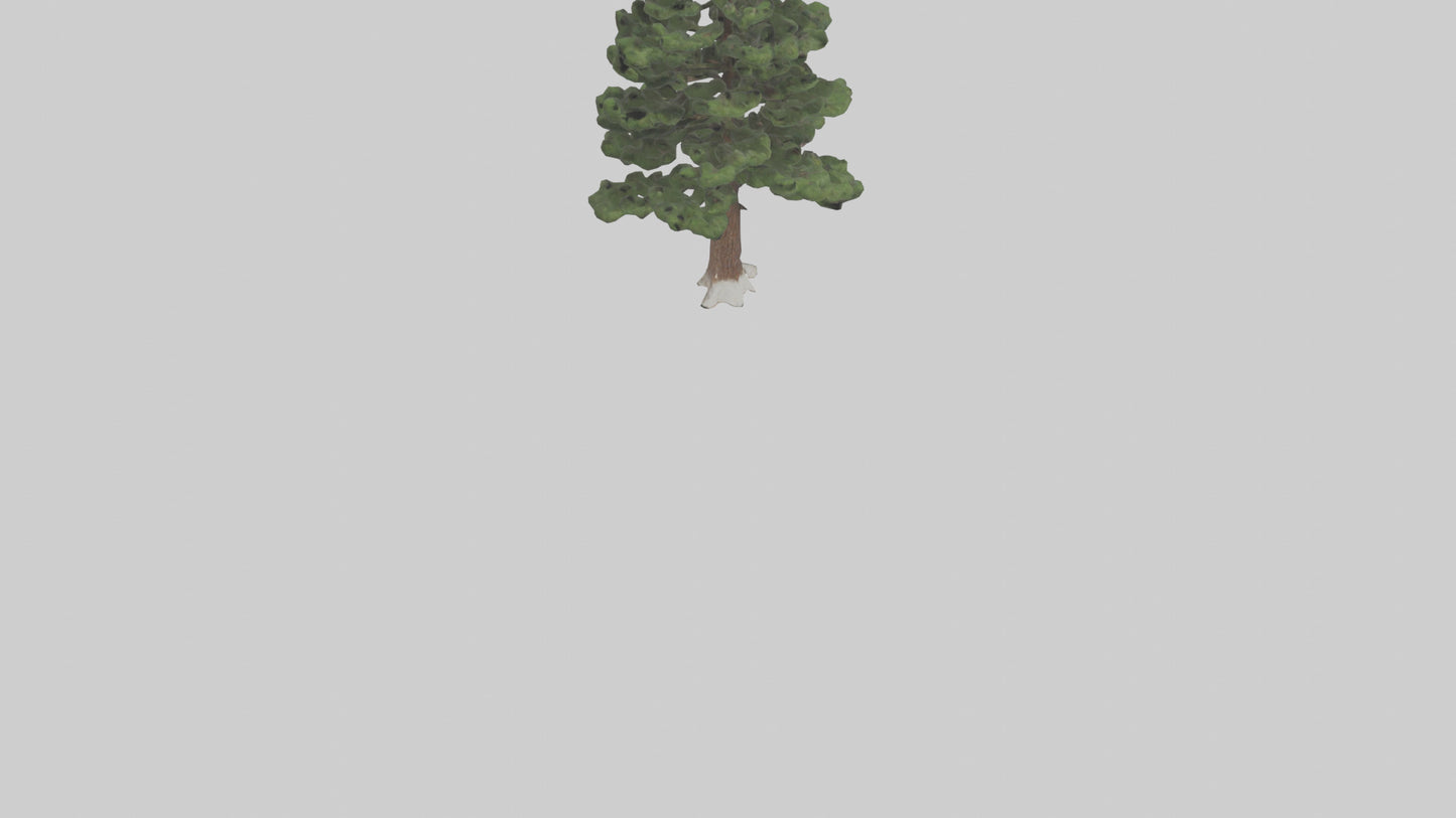 3D model Native Pine tree model VR / AR / low-poly