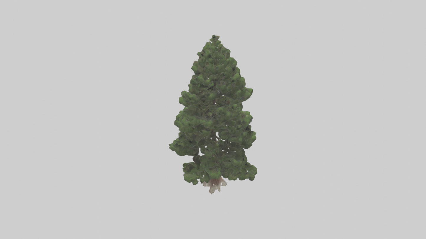 3D model Native Pine tree model VR / AR / low-poly