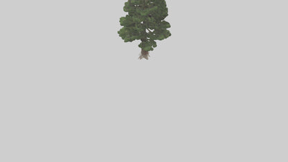 3D model Native Pine tree model VR / AR / low-poly