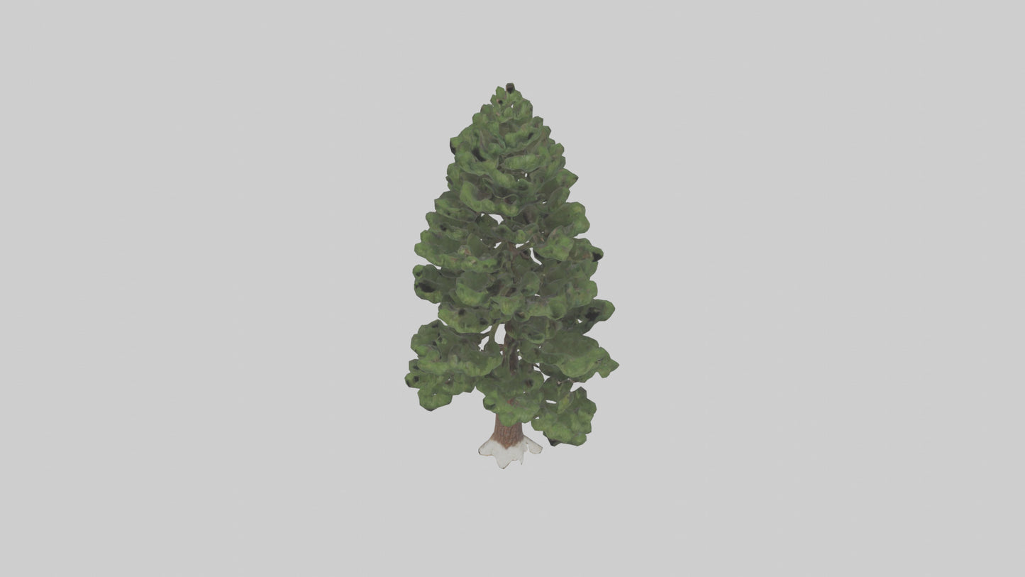 3D model Native Pine tree model VR / AR / low-poly