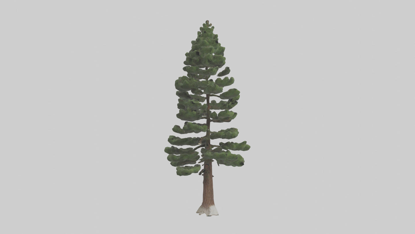 3D model Native Pine tree model VR / AR / low-poly