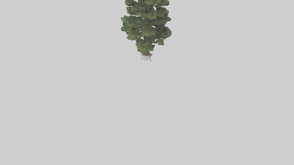 3D model Native Pine tree model VR / AR / low-poly