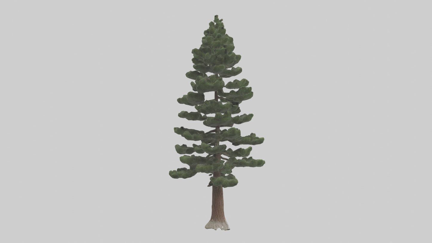 3D model Native Pine tree model VR / AR / low-poly