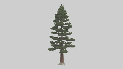 3D model Native Pine tree model VR / AR / low-poly