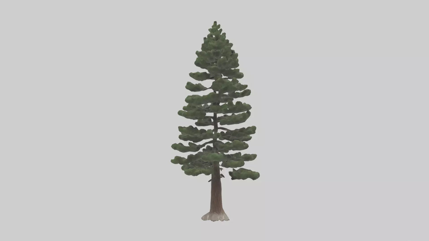 3D model Native Pine tree model VR / AR / low-poly