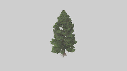 3D model Native Pine tree model VR / AR / low-poly