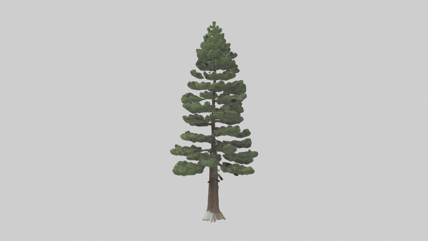 3D model Native Pine tree model VR / AR / low-poly