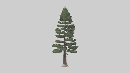 3D model Native Pine tree model VR / AR / low-poly