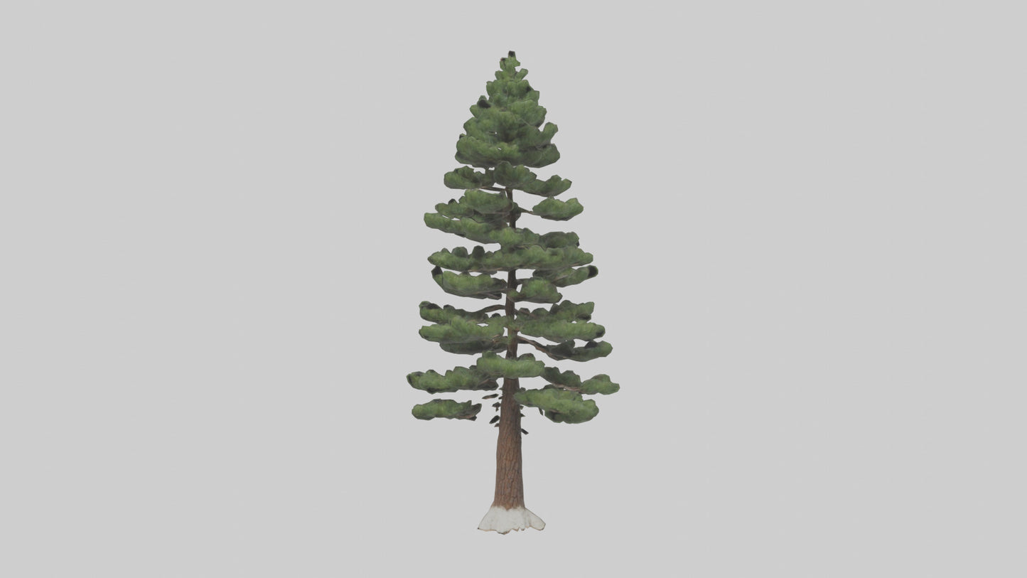 3D model Native Pine tree model VR / AR / low-poly