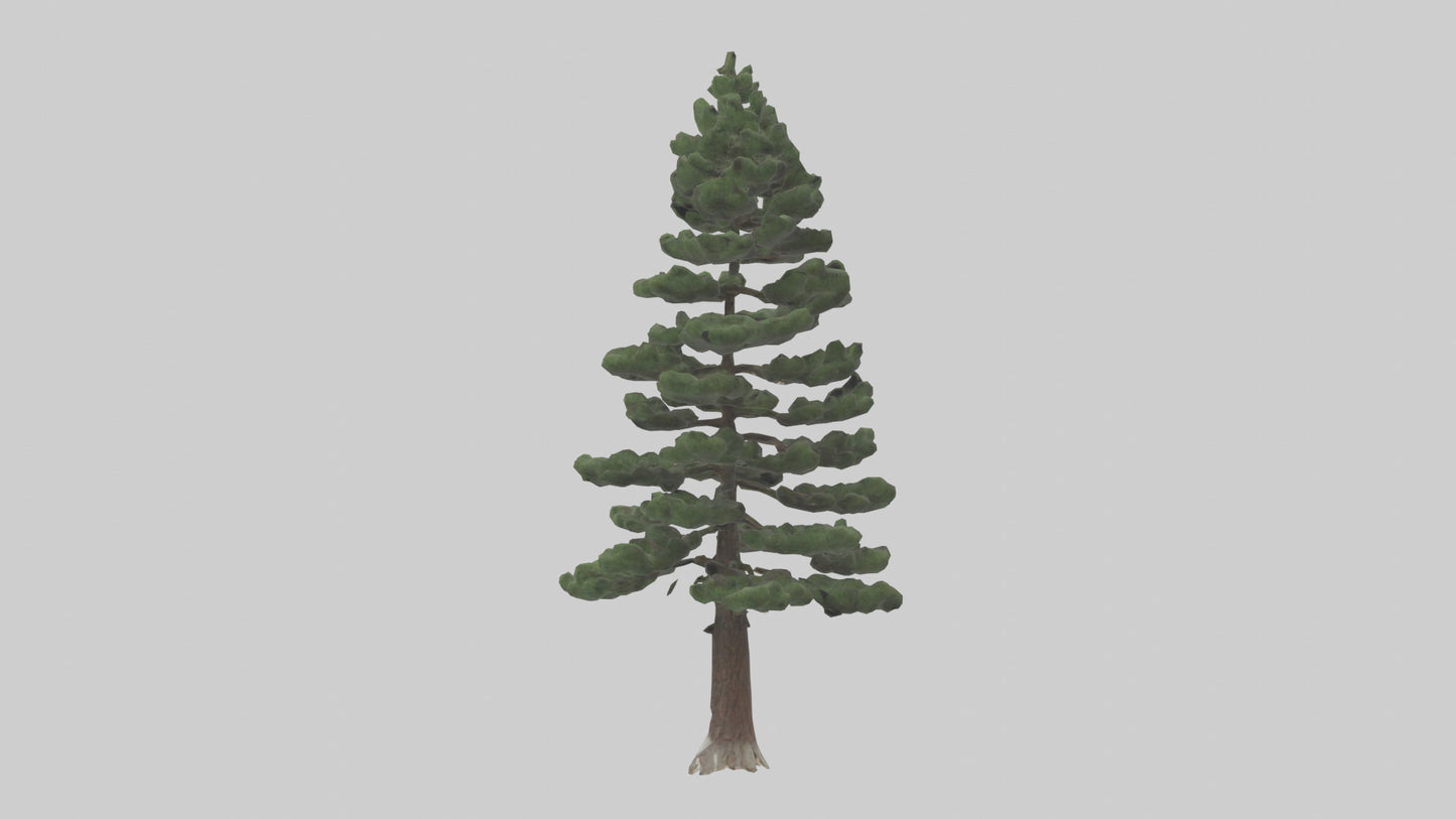 3D model Native Pine tree model VR / AR / low-poly
