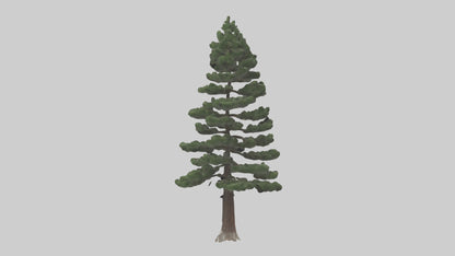 3D model Native Pine tree model VR / AR / low-poly