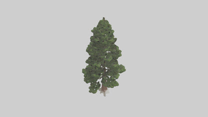 3D model Native Pine tree model VR / AR / low-poly