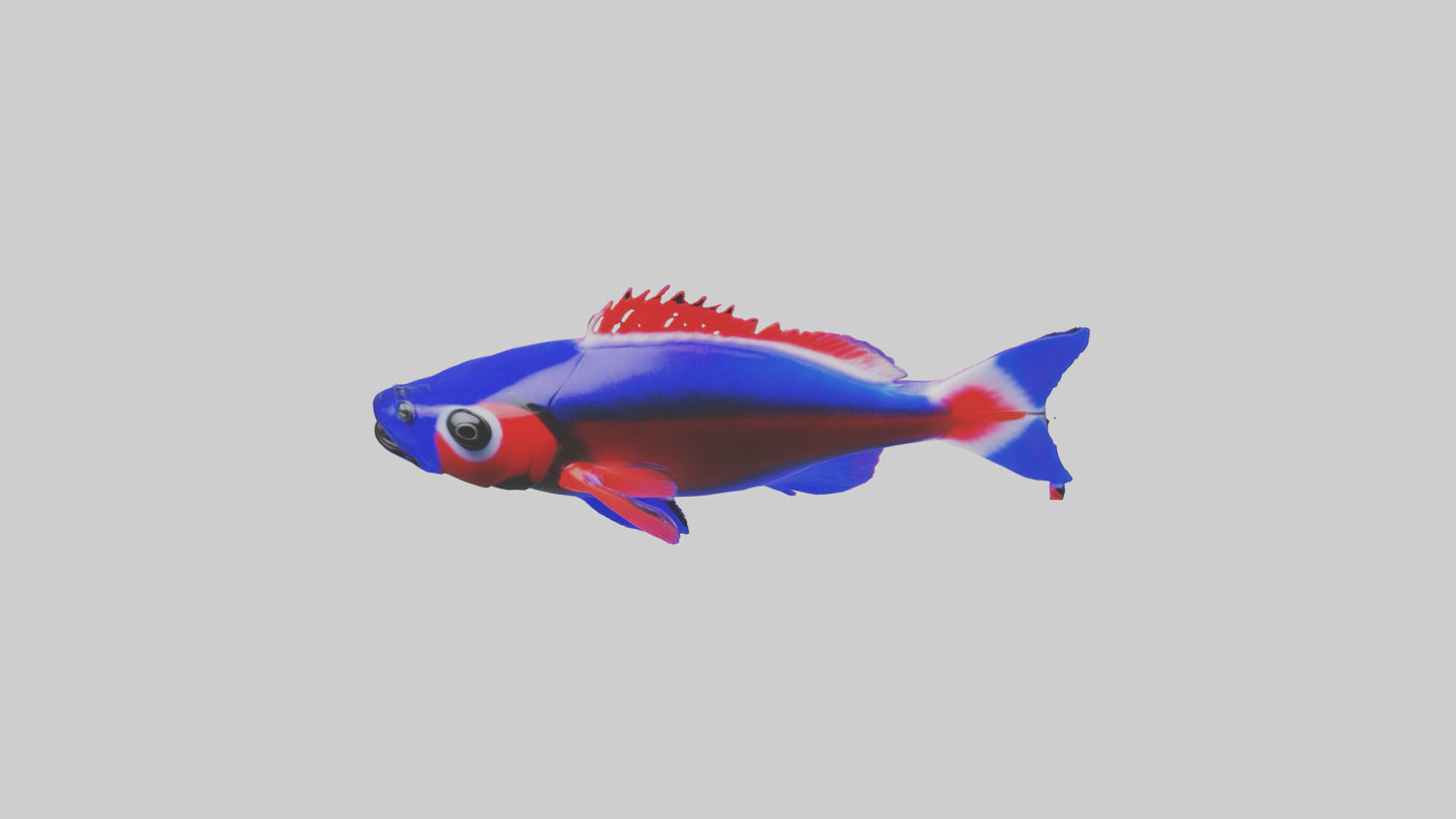 3D model Neon Tetra swimming model VR / AR / low-poly