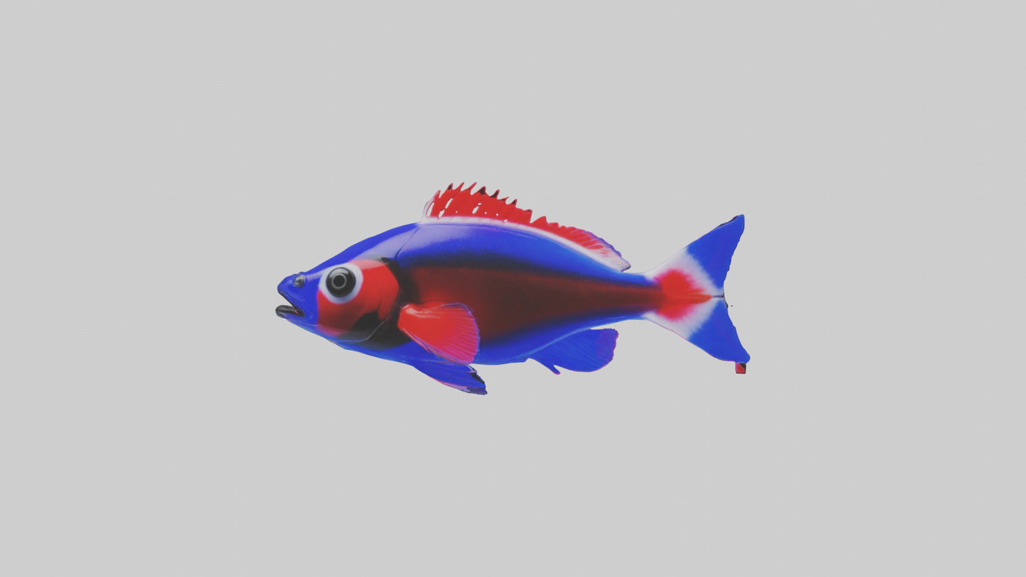 3D model Neon Tetra swimming model VR / AR / low-poly