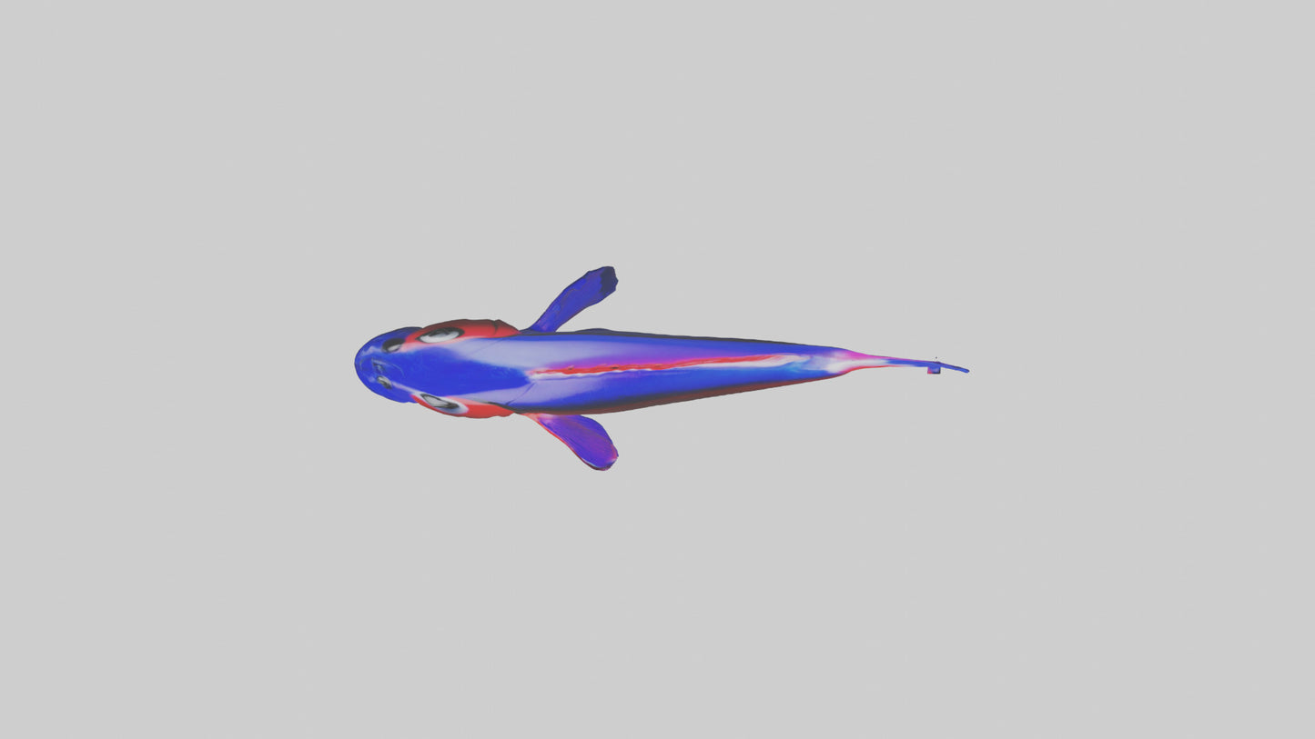 3D model Neon Tetra swimming model VR / AR / low-poly