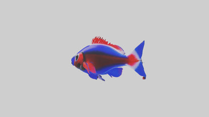 3D model Neon Tetra swimming model VR / AR / low-poly