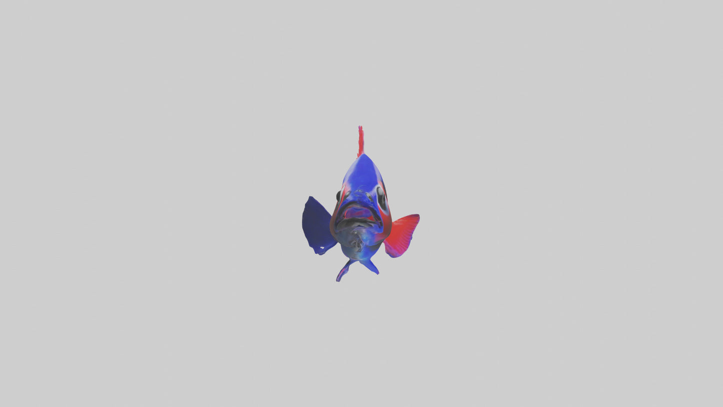 3D model Neon Tetra swimming model VR / AR / low-poly