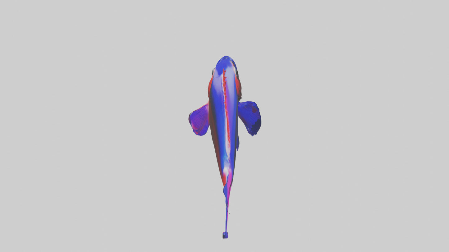 3D model Neon Tetra swimming model VR / AR / low-poly