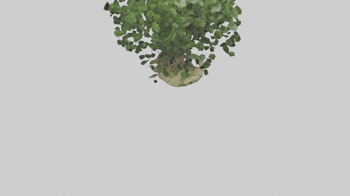 3D model Nettle tree model VR / AR / low-poly