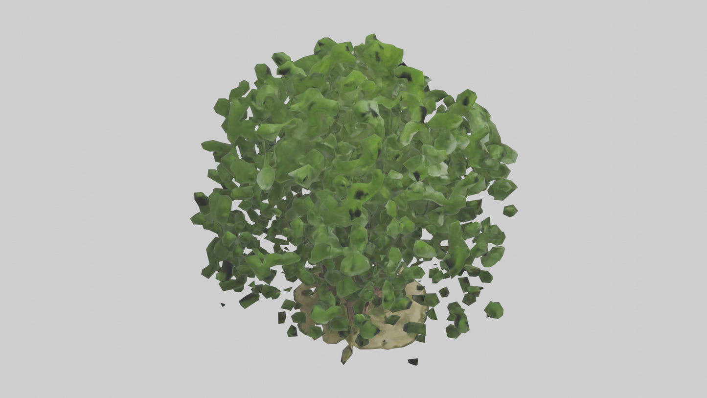 3D model Nettle tree model VR / AR / low-poly