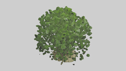 3D model Nettle tree model VR / AR / low-poly