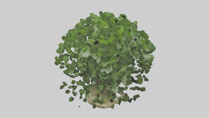 3D model Nettle tree model VR / AR / low-poly