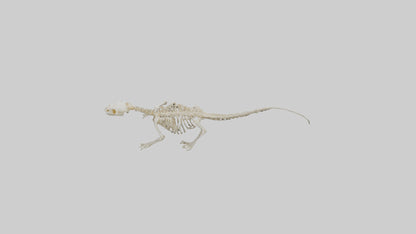 3D model Newt Skeleton model VR / AR / low-poly