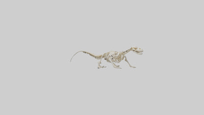 3D model Newt Skeleton model VR / AR / low-poly
