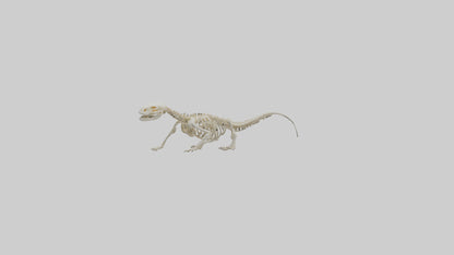 3D model Newt Skeleton model VR / AR / low-poly