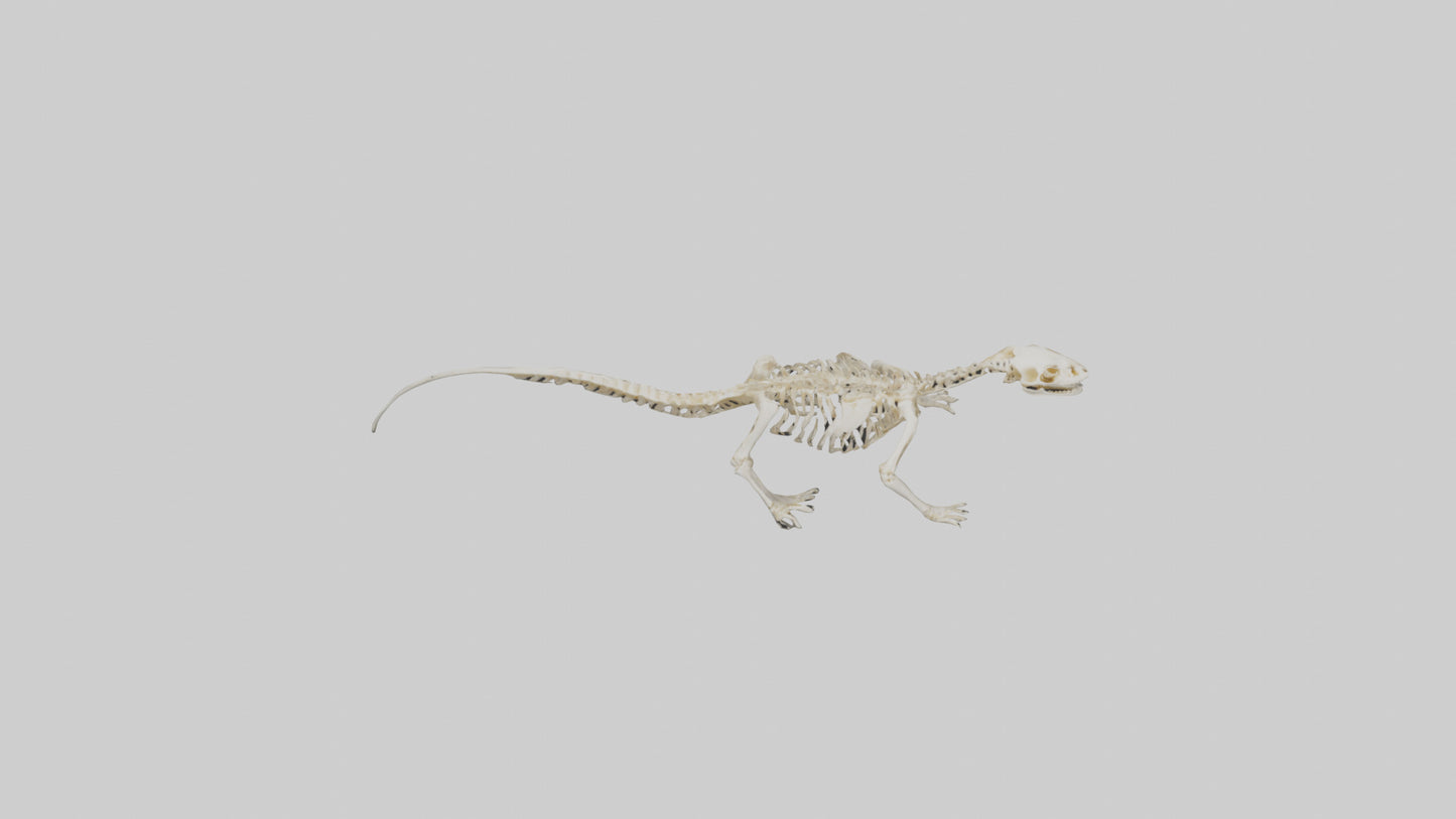 3D model Newt Skeleton model VR / AR / low-poly