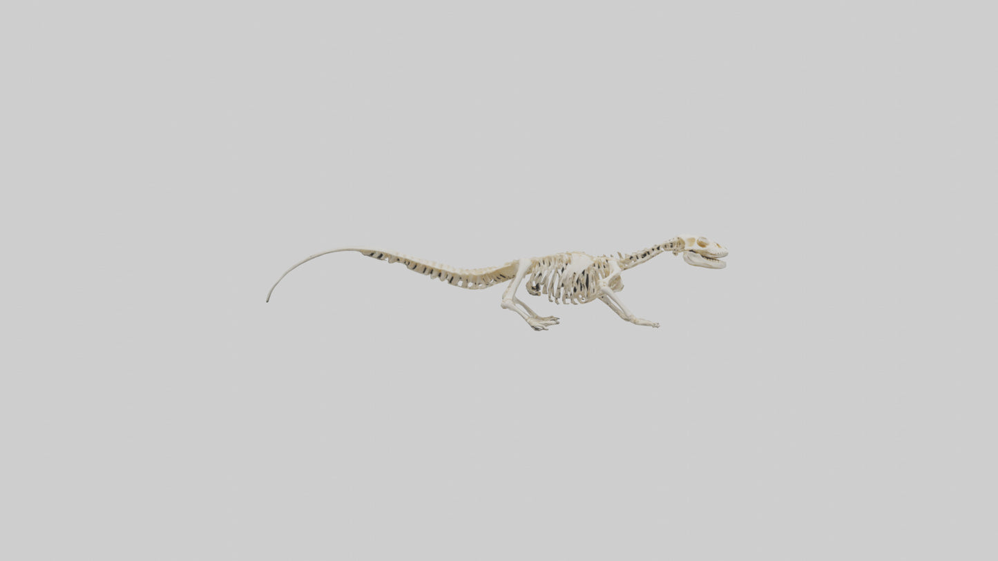 3D model Newt Skeleton model VR / AR / low-poly
