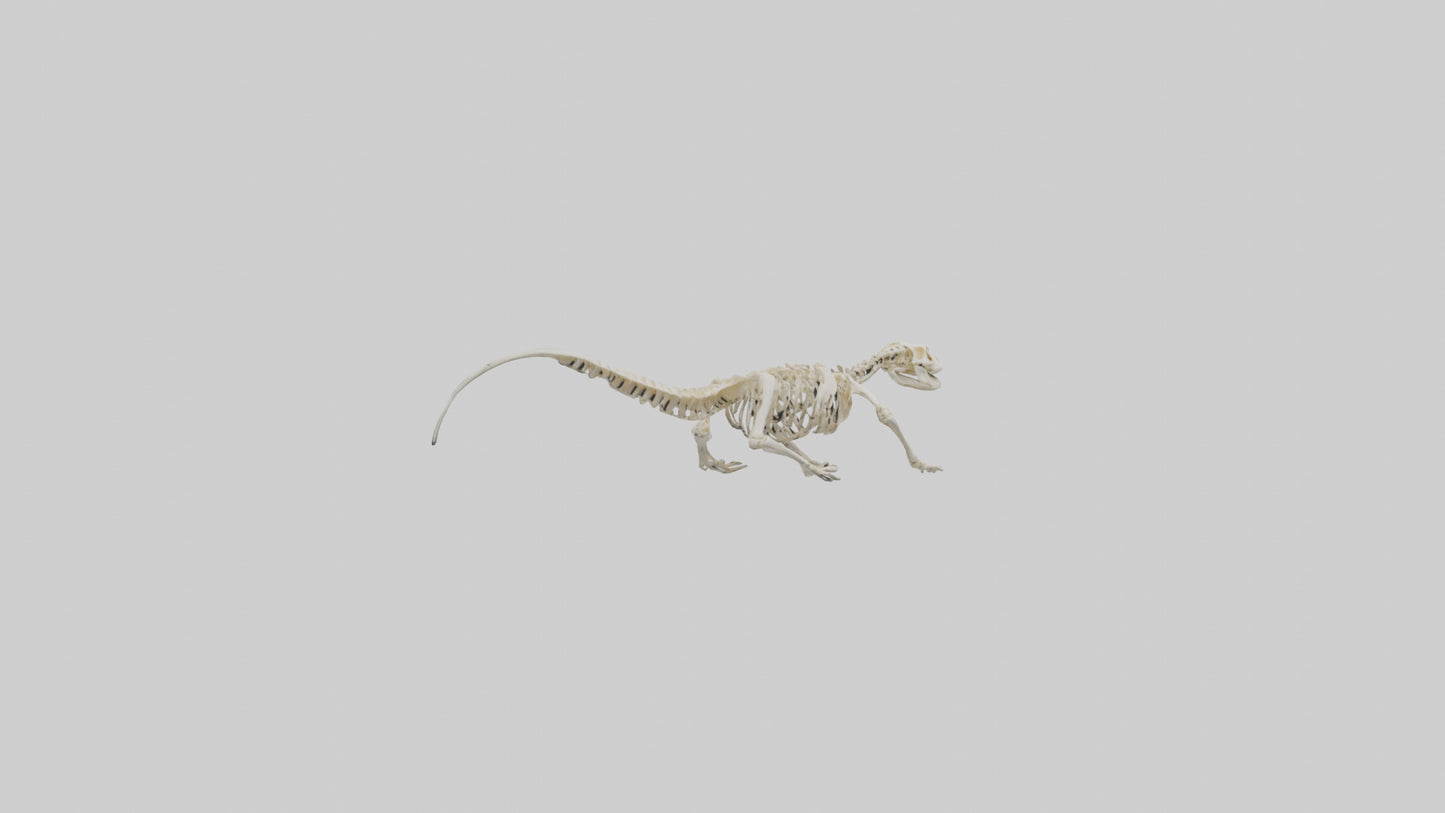 3D model Newt Skeleton model VR / AR / low-poly