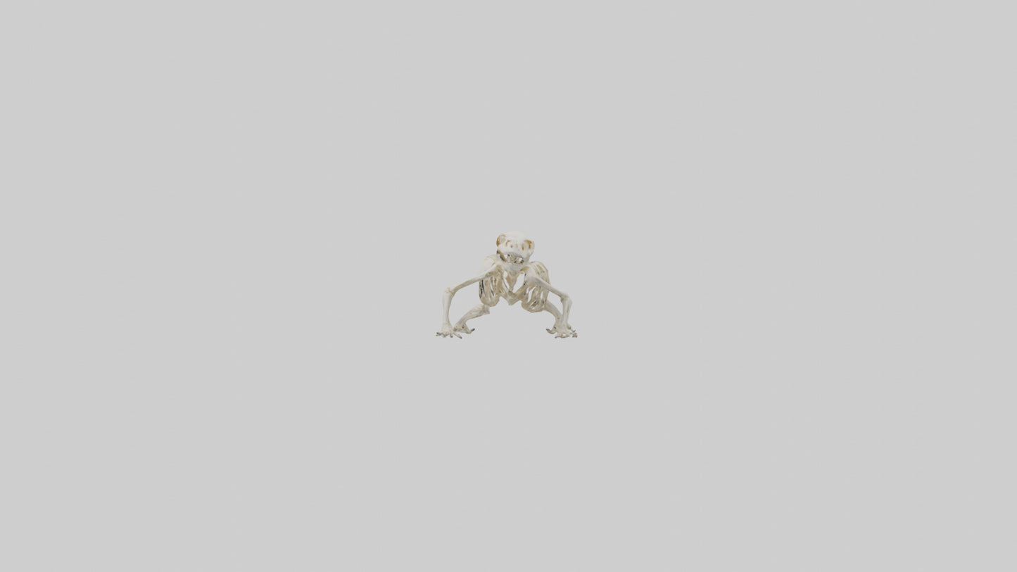3D model Newt Skeleton model VR / AR / low-poly