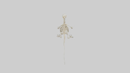 3D model Newt Skeleton model VR / AR / low-poly