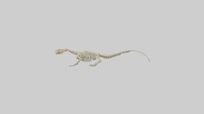 3D model Newt Skeleton model VR / AR / low-poly