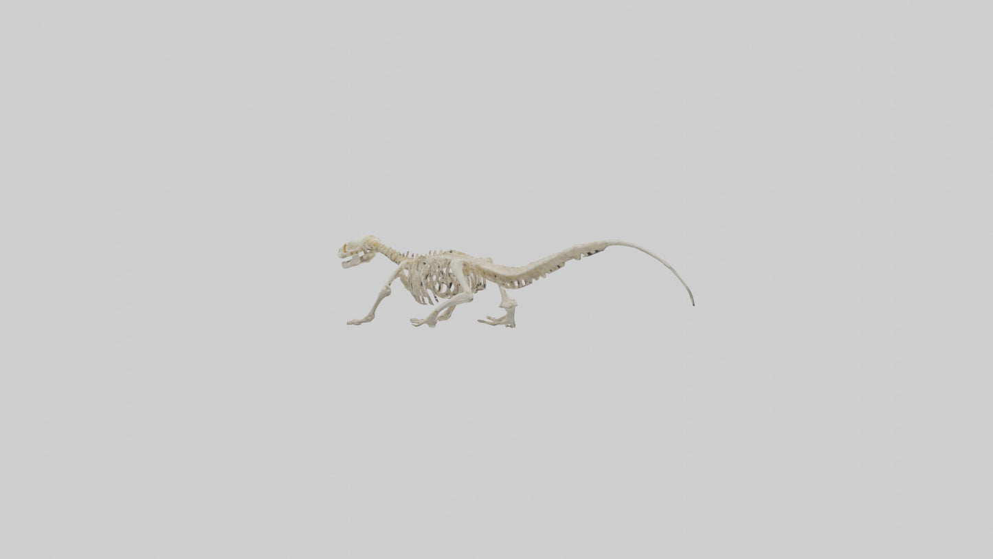 3D model Newt Skeleton model VR / AR / low-poly