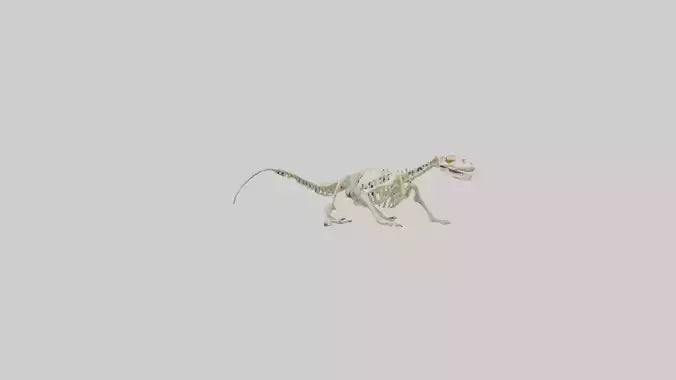 3D model Newt Skeleton model VR / AR / low-poly