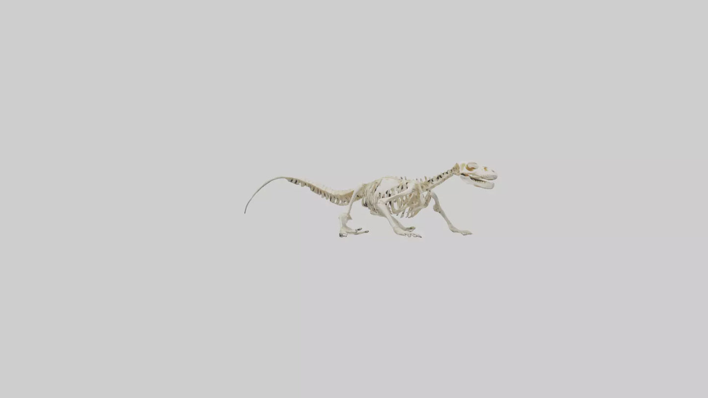 3D model Newt Skeleton model VR / AR / low-poly
