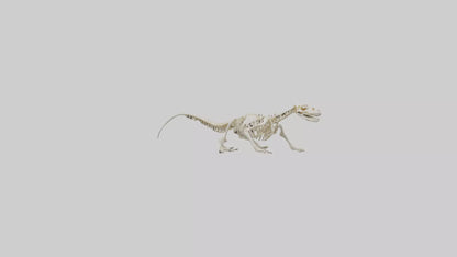 3D model Newt Skeleton model VR / AR / low-poly