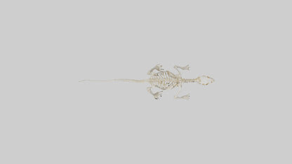 3D model Newt Skeleton model VR / AR / low-poly