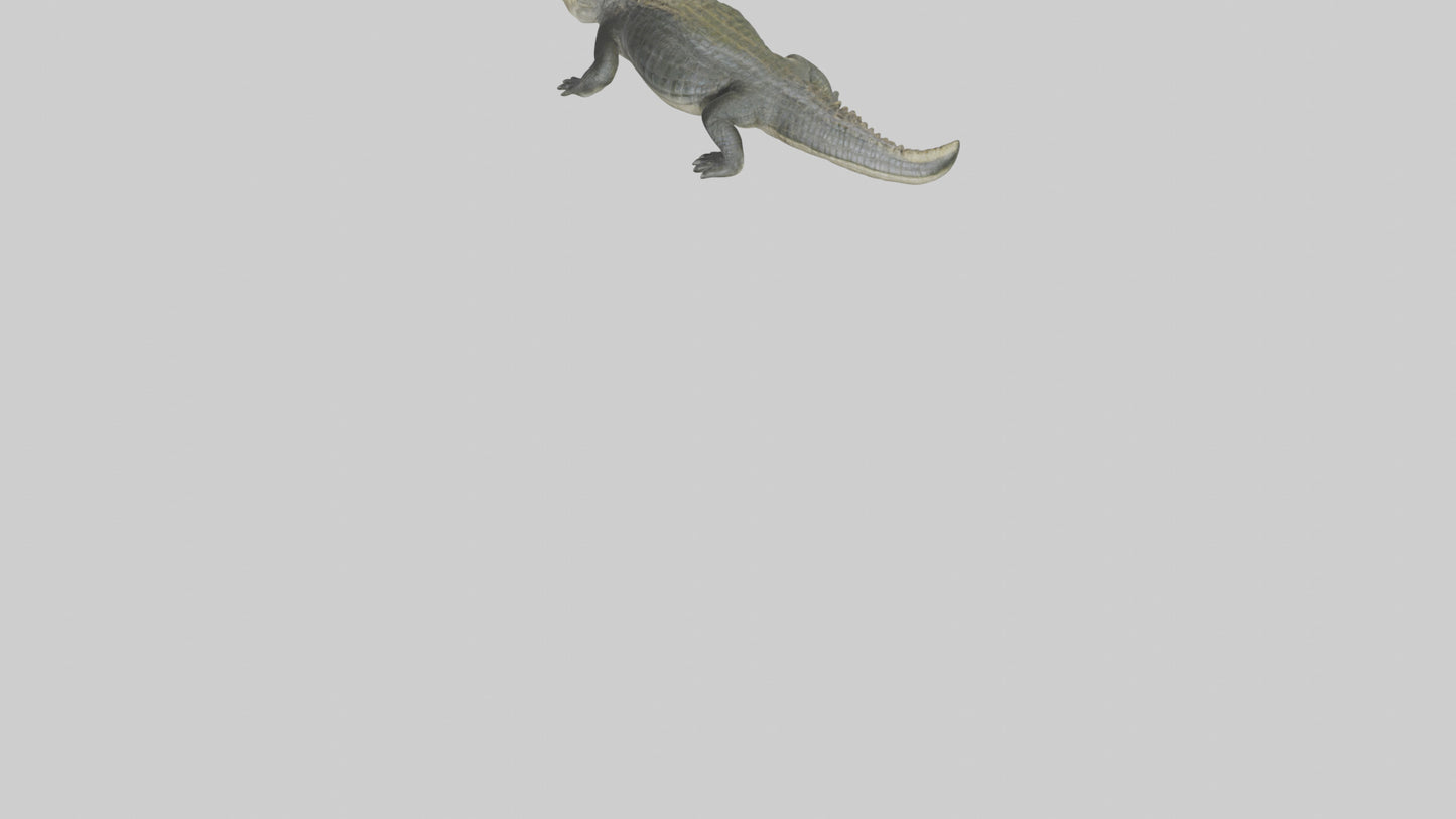 Nile Crocodile basking model VR / AR / low-poly