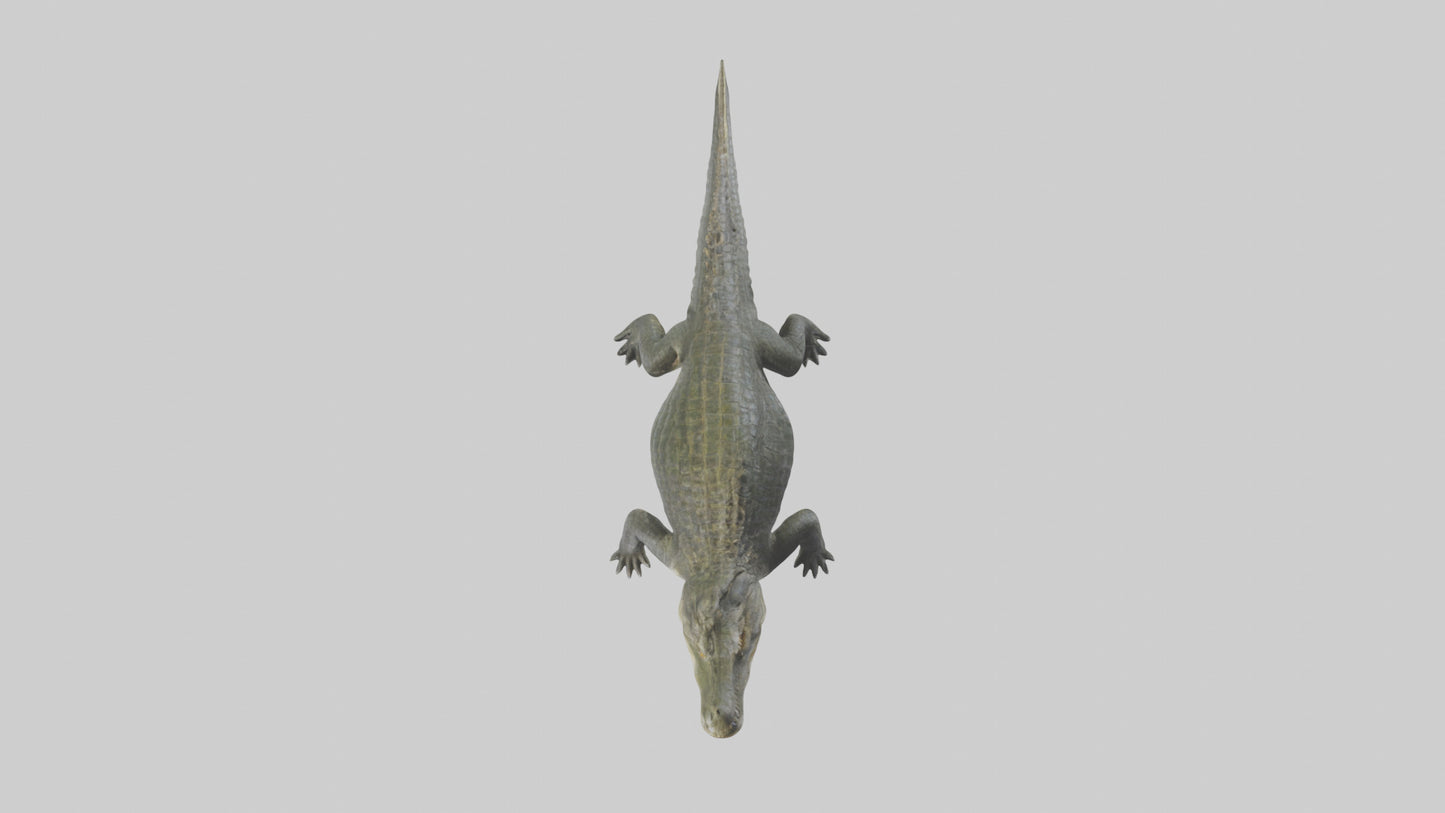 Nile Crocodile basking model VR / AR / low-poly