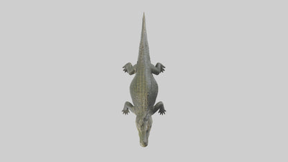 Nile Crocodile basking model VR / AR / low-poly