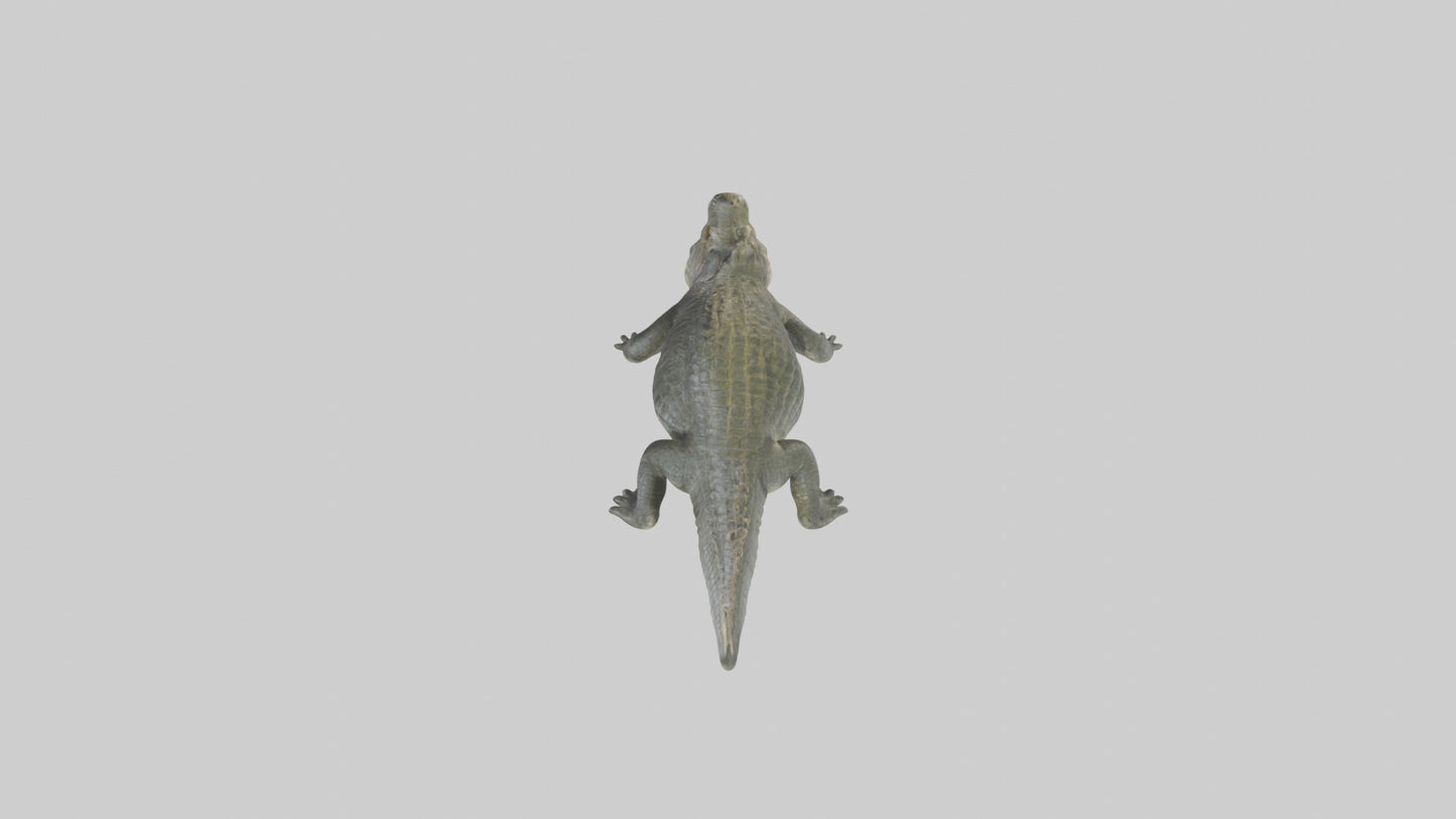 Nile Crocodile basking model VR / AR / low-poly