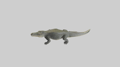 Nile Crocodile basking model VR / AR / low-poly