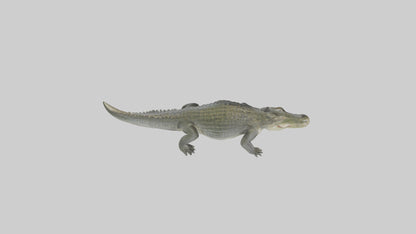 Nile Crocodile basking model VR / AR / low-poly