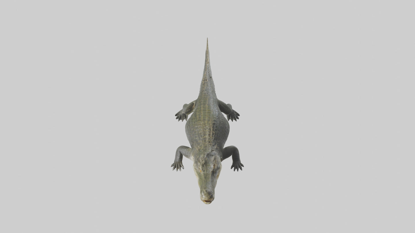 Nile Crocodile basking model VR / AR / low-poly
