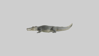 Nile Crocodile basking model VR / AR / low-poly