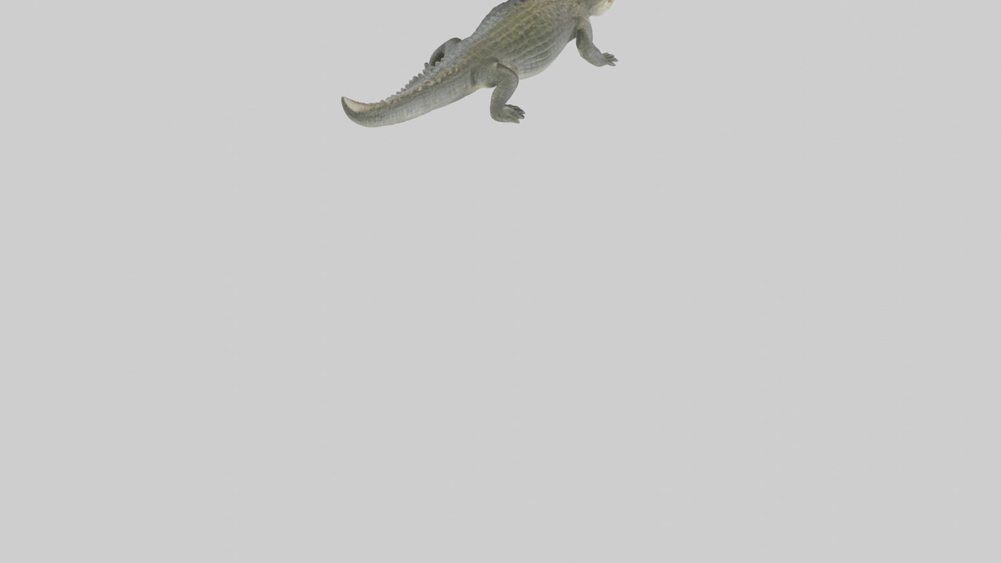 Nile Crocodile basking model VR / AR / low-poly