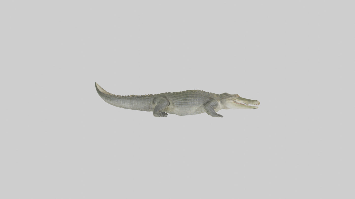 Nile Crocodile basking model VR / AR / low-poly